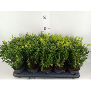 Buxus semp.   ...