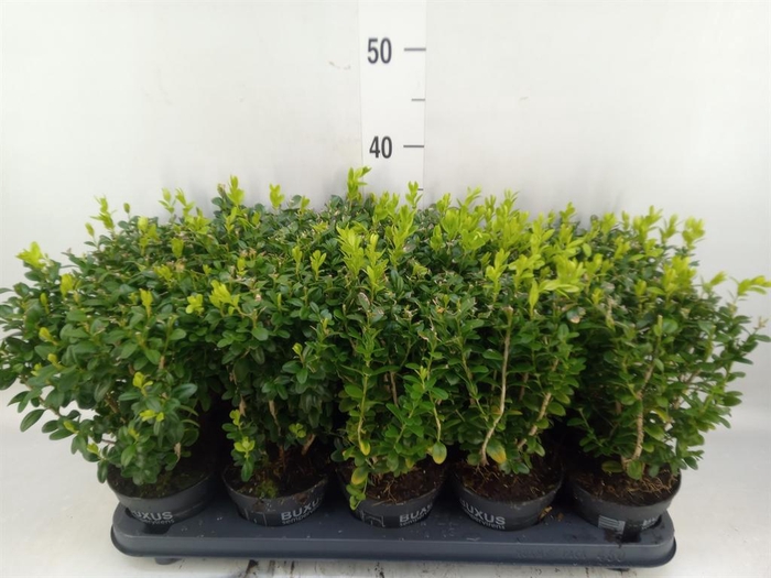 <h4>Buxus semp. ...</h4>