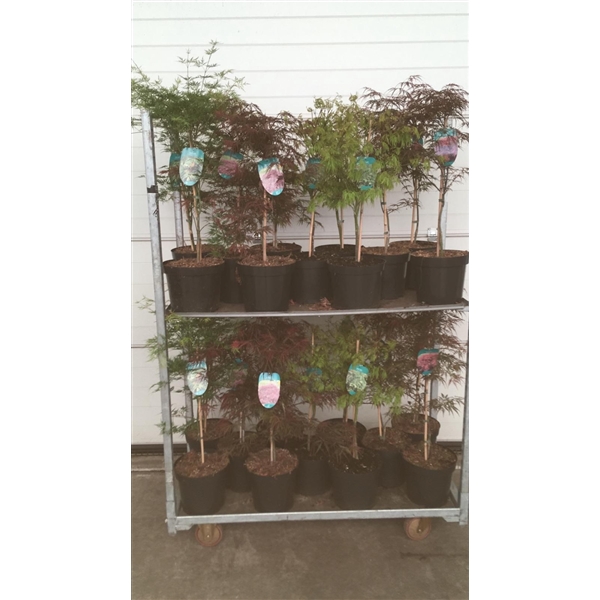 <h4>Acer palmatum Dissectum MIX P26</h4>