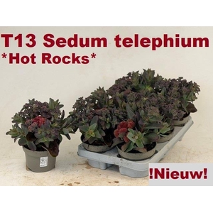 SEDUM TELEPHIUM