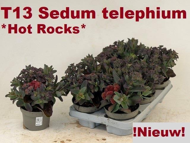 <h4>SEDUM TELEPHIUM</h4>