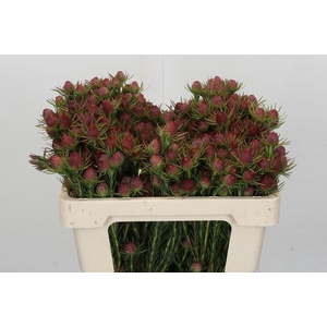 Kaaps Groen Jubilee Crown Spray