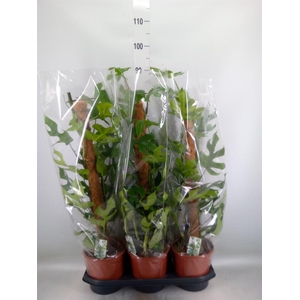 Monstera delic. 'Piccolo'