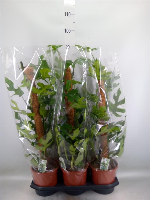 <h4>Monstera delic. 'Piccolo'</h4>