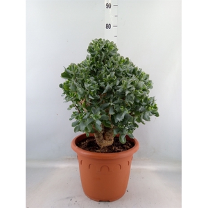 Crassula arborescens subsp. undilat