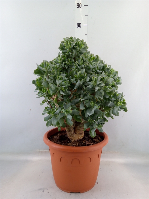 <h4>Crassula arborescens subsp. undilat</h4>