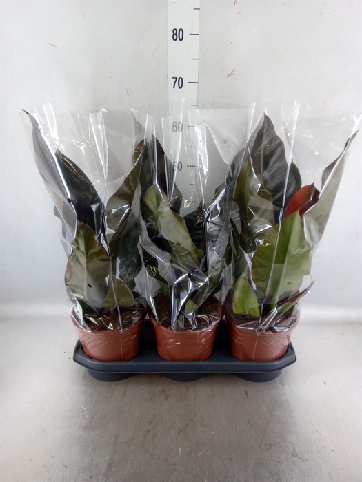 <h4>Philodendron  'Imperial Red'</h4>