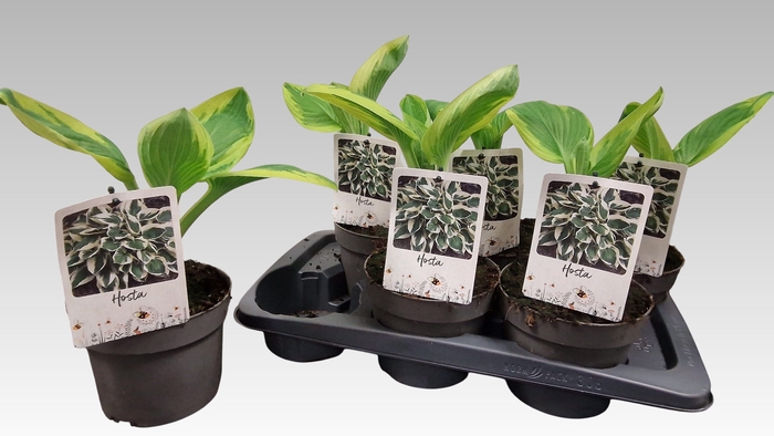 <h4>HOST SIEBOLDII</h4>