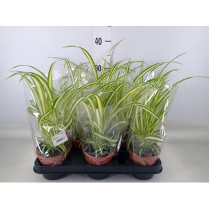 Chlorophytum com. 'Variegatum'