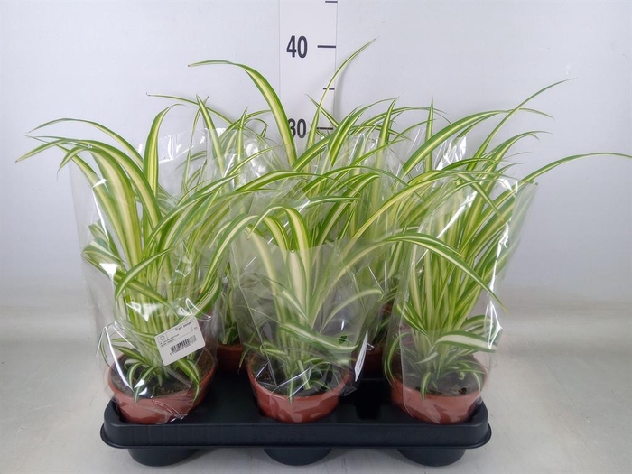 <h4>Chlorophytum com. 'Variegatum'</h4>