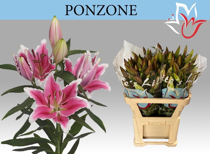 <h4>LI OR PONZONE</h4>