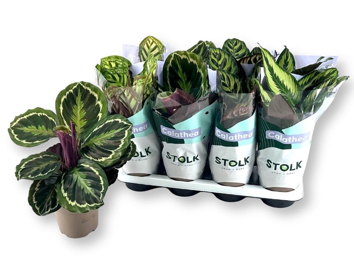 <h4>CALAT GEM 4 SRT</h4>