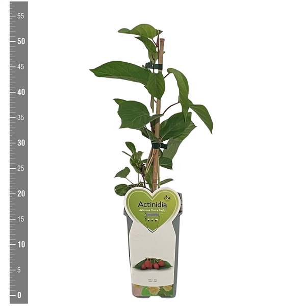 <h4>Kleinfruit Actinidia a. 'Ken's Red' (vrouwelijk) 2 liter</h4>