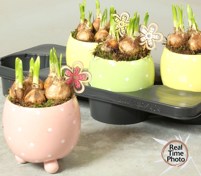 <h4>ARR NARCISSUS</h4>