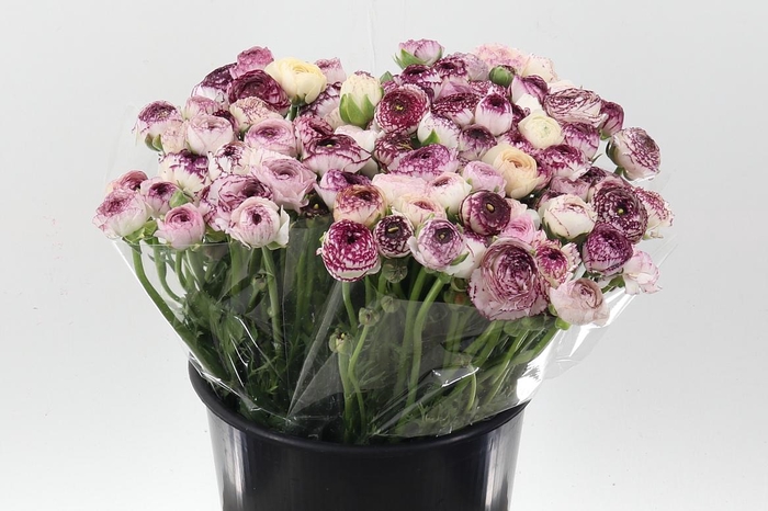 <h4>Ran El Cappuccino</h4>