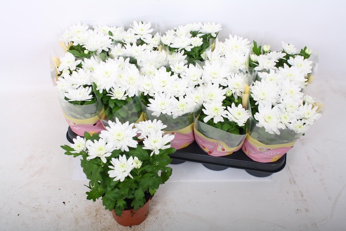 <h4>CHRYS BRAVE</h4>