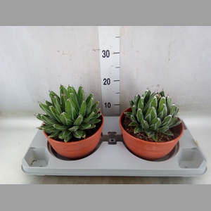 Agave victoriae-reginae