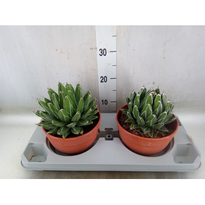 Agave victoriae-reginae
