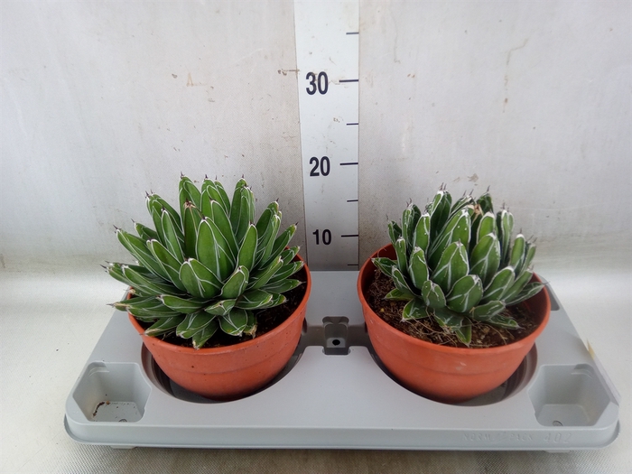 <h4>Agave victoriae-reginae</h4>