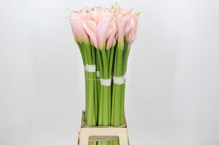 <h4>Zantedeschia Eydolls Pink</h4>