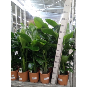 Strelitzia nicolai