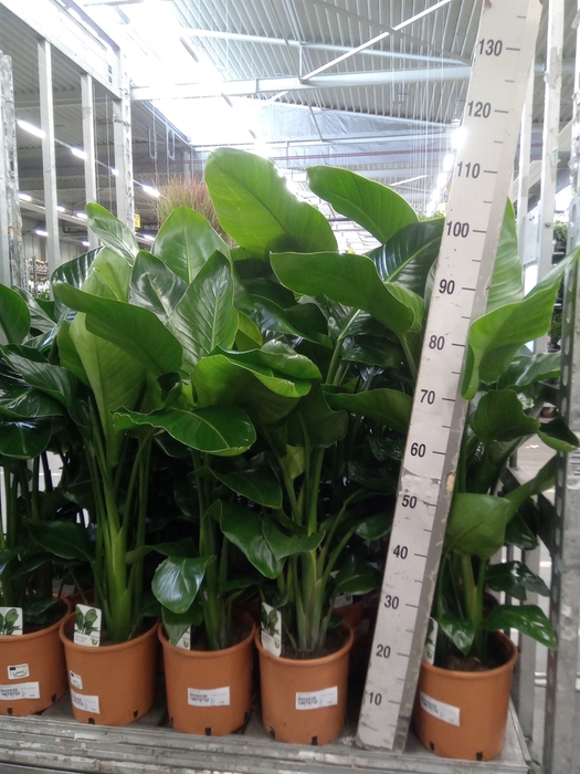 <h4>Strelitzia nicolai</h4>