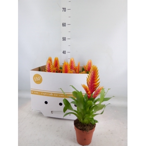 Vriesea  'El Dorado'