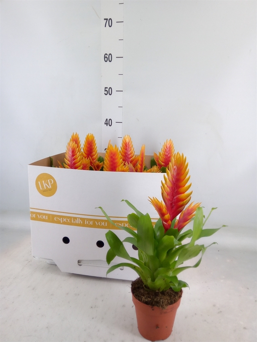 <h4>Vriesea  'El Dorado'</h4>