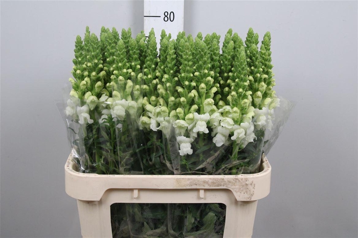 <h4>Antir Antibes White</h4>