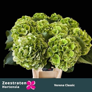 HYDR M CH VERENA CL