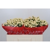 Hypericum Cool Romance