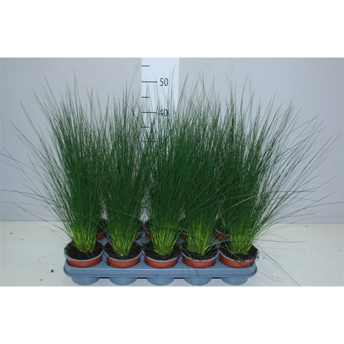 <h4>Juncus Pencil Grass</h4>