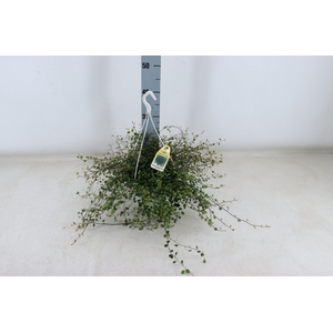 Muehlenbeckia complexa Maori