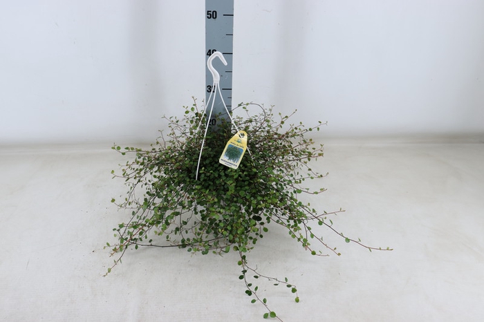 Muehlenbeckia complexa Maori