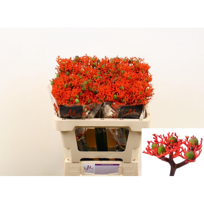 <h4>Jatropha P Firecrack</h4>
