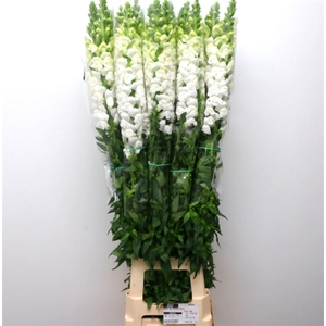 Antir Op White Extra X L