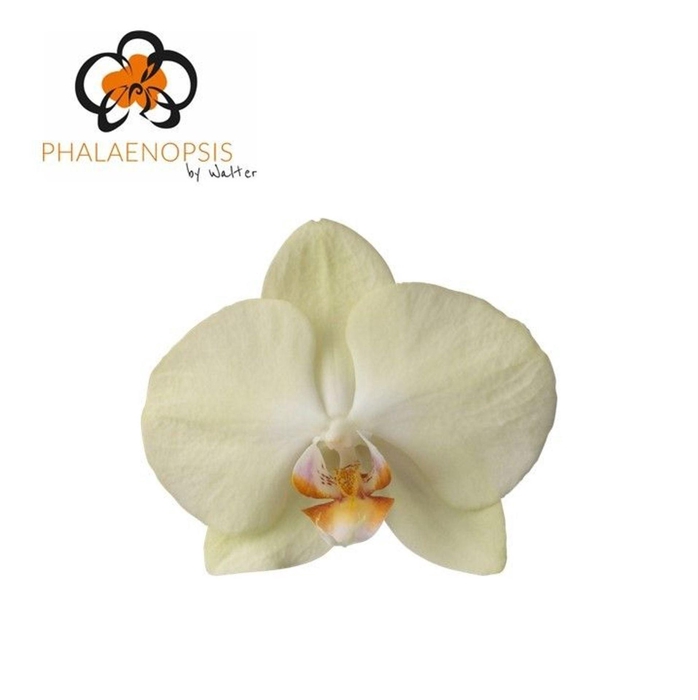 <h4>Phalaenopsis  'Rising Sun'</h4>