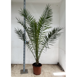 PHOENIX CANARIENSIS