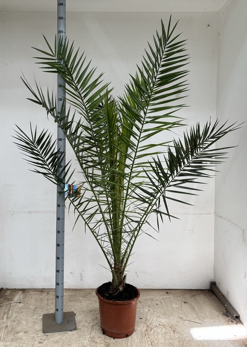 <h4>PHOENIX CANARIENSIS</h4>