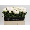 Paeonia Madame Claude Tain