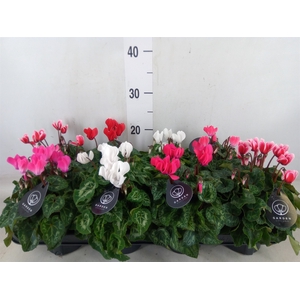Cyclamen KL   ...patio