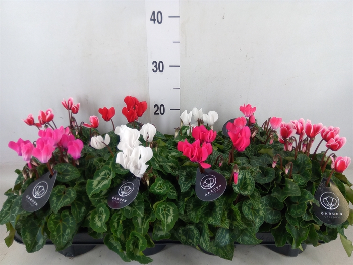 <h4>Cyclamen KL   ...patio</h4>
