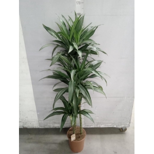 Dracaena fr de 'Ulises'
