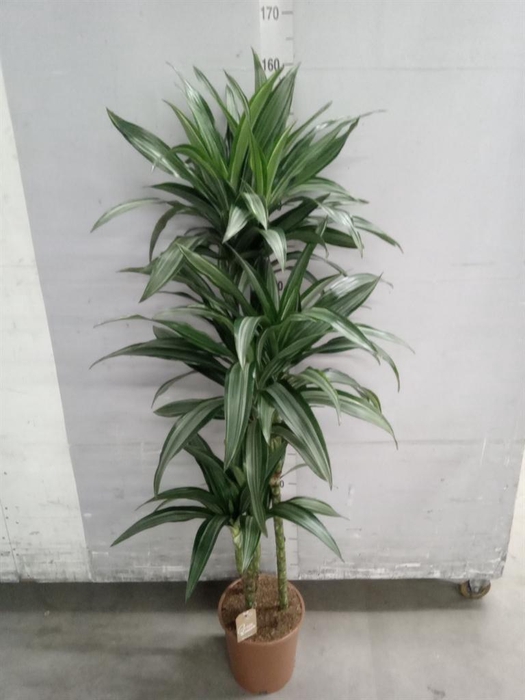 <h4>Dracaena fr de 'Ulises'</h4>