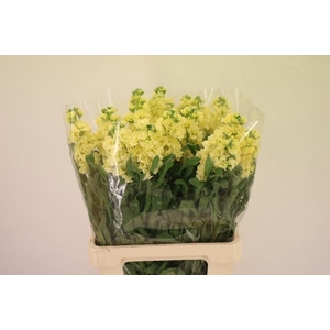 MATTH IRON YELLOW