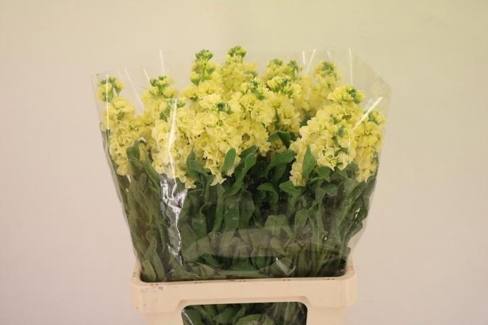 <h4>MATTH IRON YELLOW</h4>
