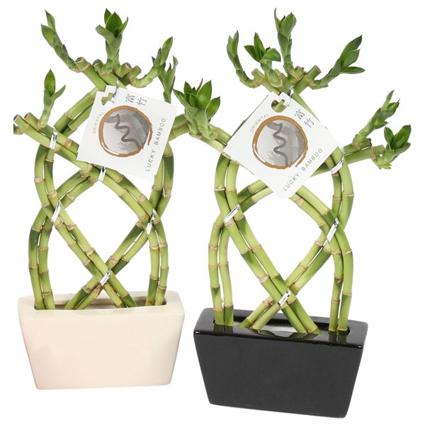 <h4>Lucky Bamboo Braided 8 in ø14cm Ceramic Black/White</h4>