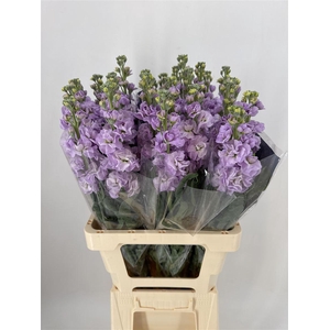 MATTHIOLA INCANA APPLE BLOSSON