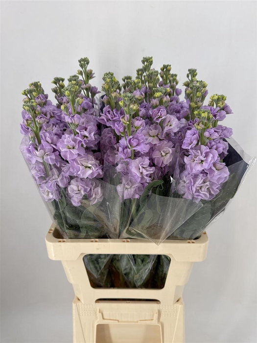 <h4>MATTHIOLA INCANA APPLE BLOSSON</h4>