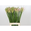 Nerine Vesta K